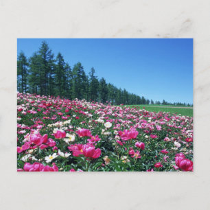 Peony 2 postcard