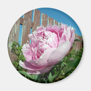 Peony 3 Magnet