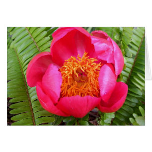 Peony and Ferns