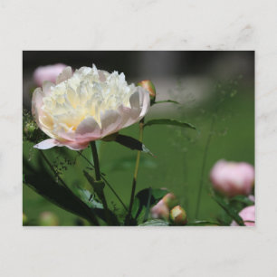 Peony Beauty Postcard