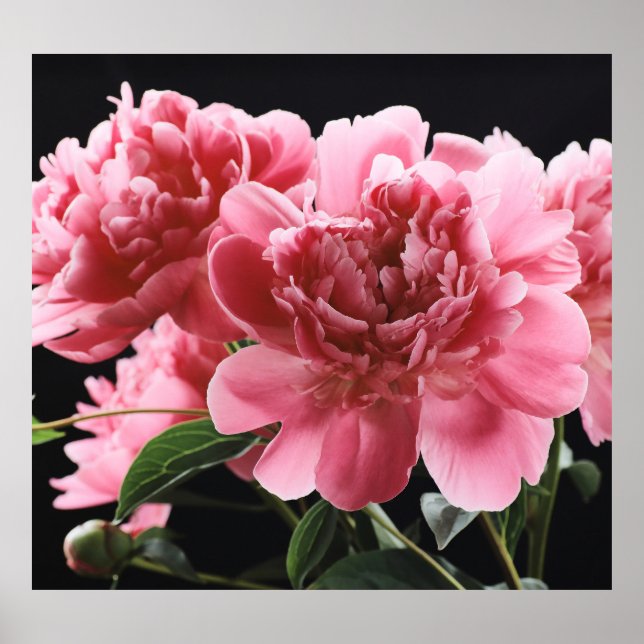 Peony Bouquet Closeup: Pink Red Poster (Front)