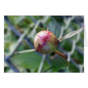 peony bud