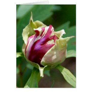 Peony Bud