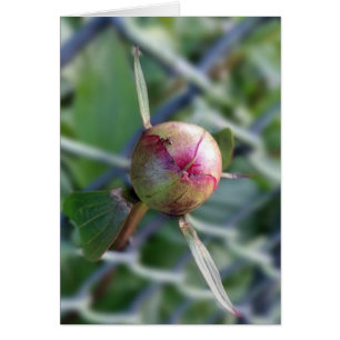 peony bud