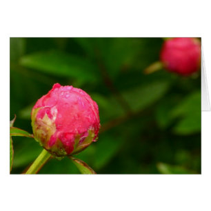 Peony Bud Card
