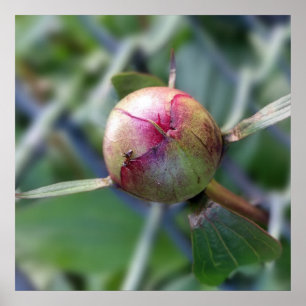 peony bud poster