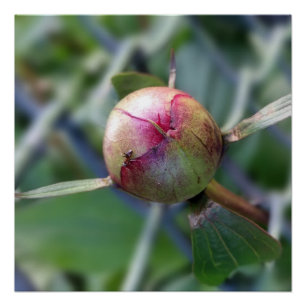 peony bud poster