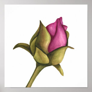 peony bud poster