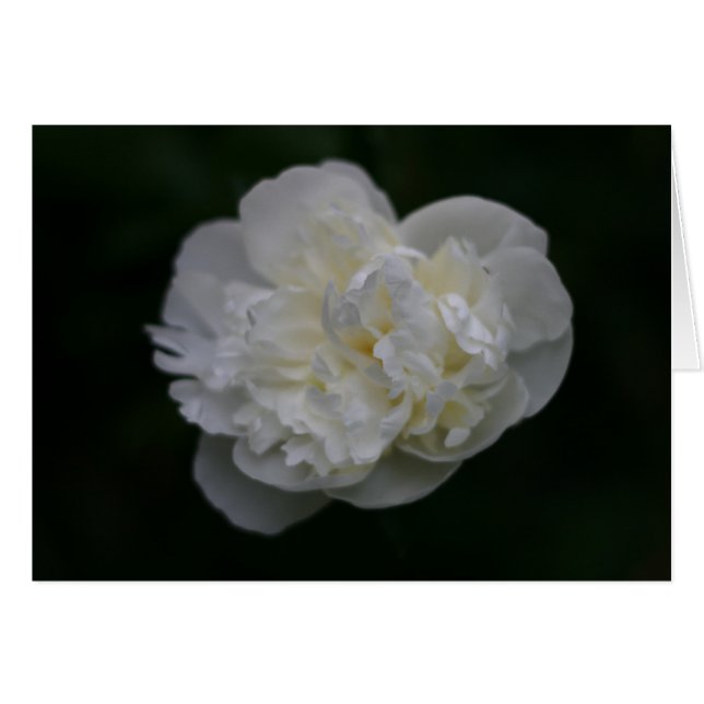 "peony" by Larry Coressel (Front Horizontal)