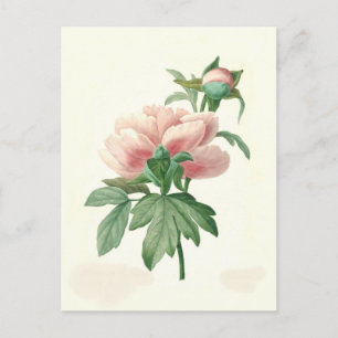 Peony by Pierre-Joseph Redouté Postcard