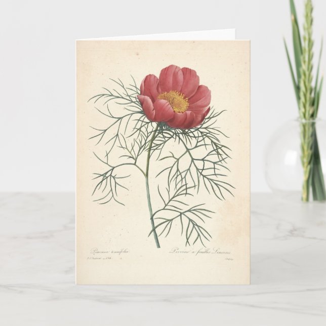 Peony by Redoute Vintage Botanical Sympathy Card (Front)