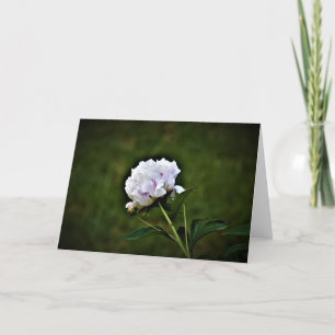 Peony, card