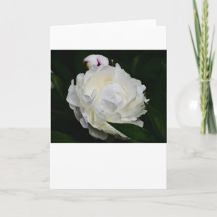 Peony, card