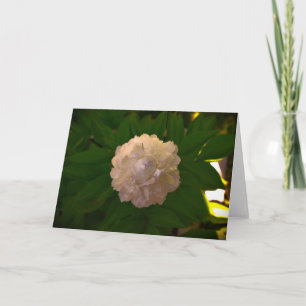 Peony, card