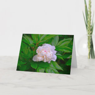 Peony, card
