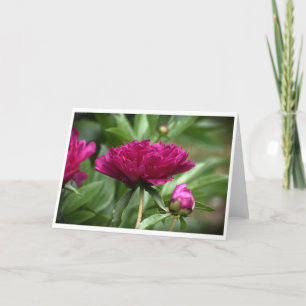 Peony, card