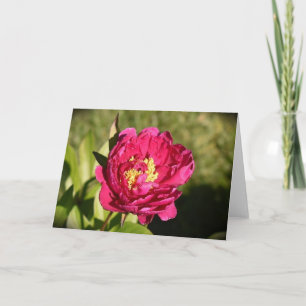 Peony, card