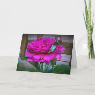 Peony, card