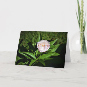 Peony, card