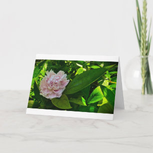 Peony, card