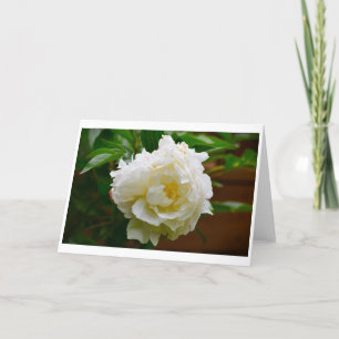 Peony, card