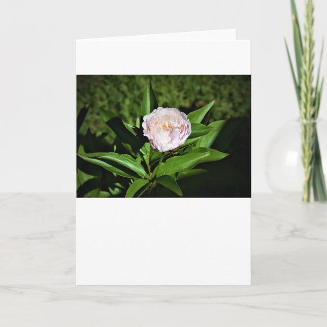 Peony, card (Front)