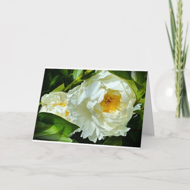 Peony, card (Front)