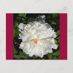 peony close up   Paeonia lactiflora Postcard