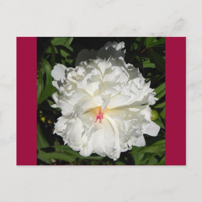 peony close up   Paeonia lactiflora Postcard (Front)