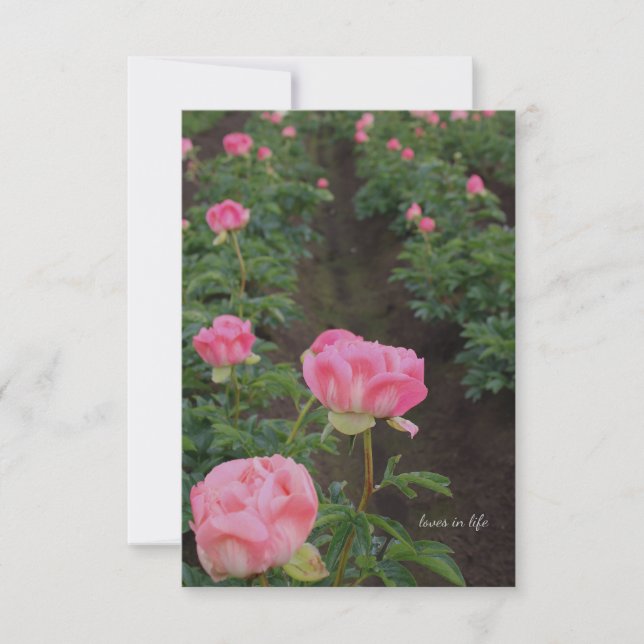 Peony Field Card (Front)