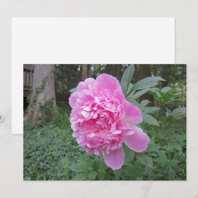 Peony Flat Holiday Card (Front/Back)