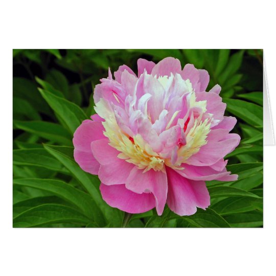 Peony Flower Card
