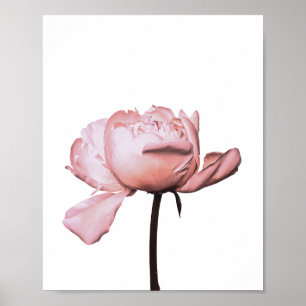 Peony Flower Floral Botanical Poster