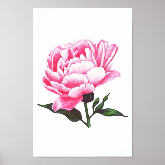 Peony Flower Illustration Pen Drawing Poster (Front)