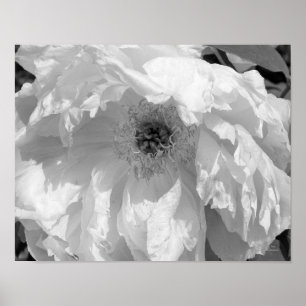Peony Flower In Black And White  Poster