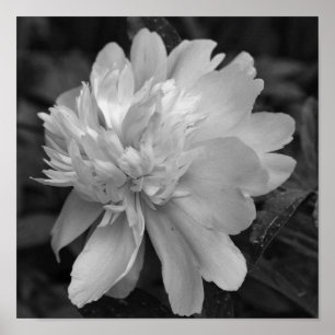 Peony Flower In Bloom Black And White Poster