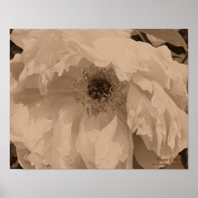 Peony Flower In Bloom In Vintage Sepia Poster (Front)