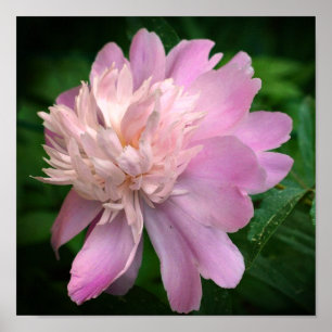 Peony Flower In Bloom Poster