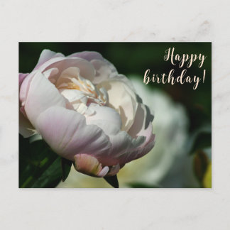 Peony/Flower Magic/White Flower/Happy Birthday/ Holiday Postcard