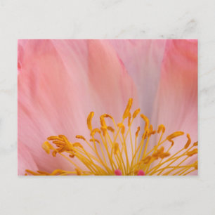 Peony Flower Postcard