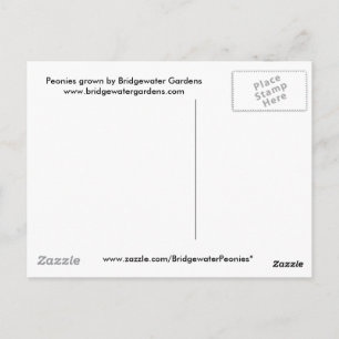 Peony Flower Postcard