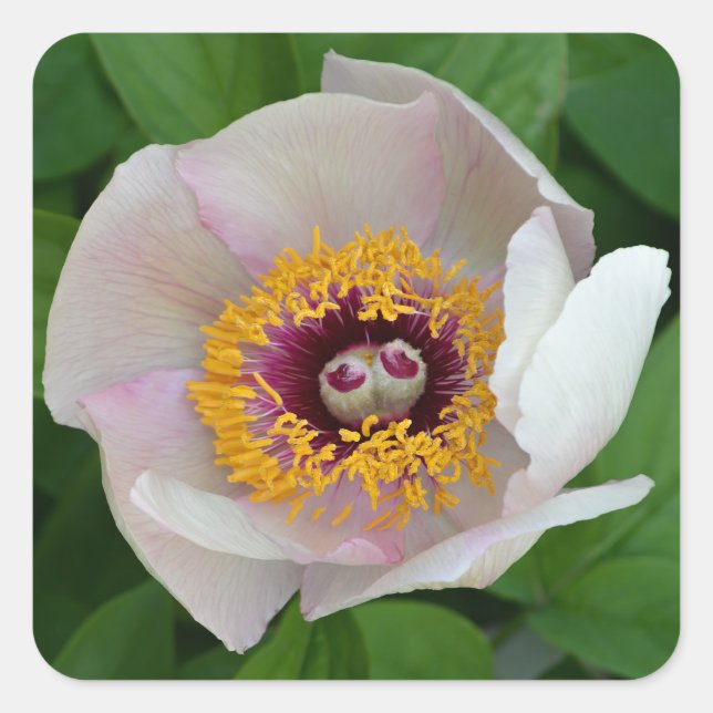 Peony Flower Stickers (Front)