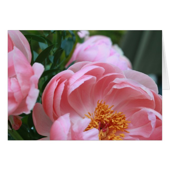 Peony Garden2 (Front Horizontal)