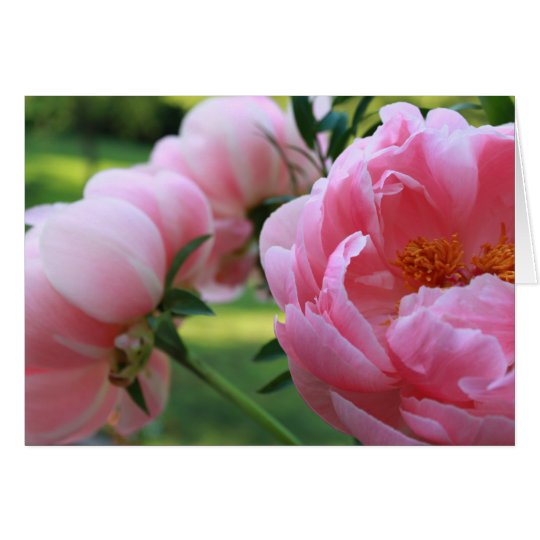 Peony Garden3 Card