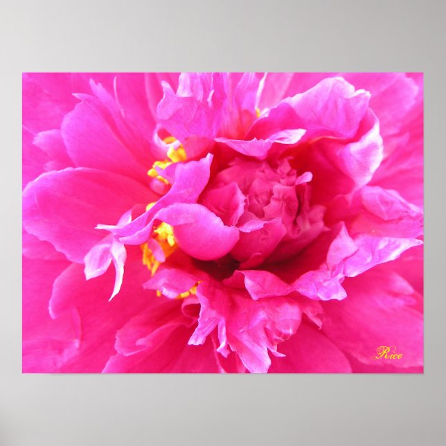 Peony in Bloom Poster (Front)