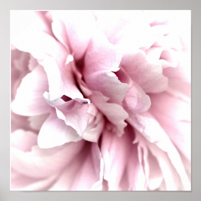Peony in Macro with Digital Art Pink Poster (Front)