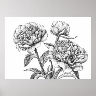 Peony ink drawing poster
