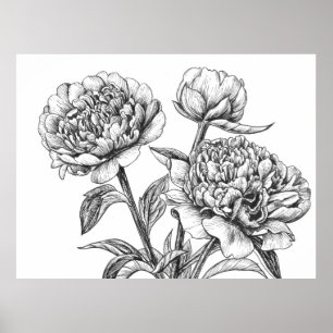 Peony ink drawing poster