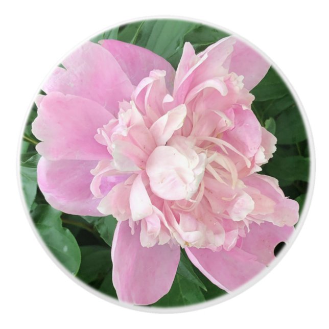 Peony Knob (Front)
