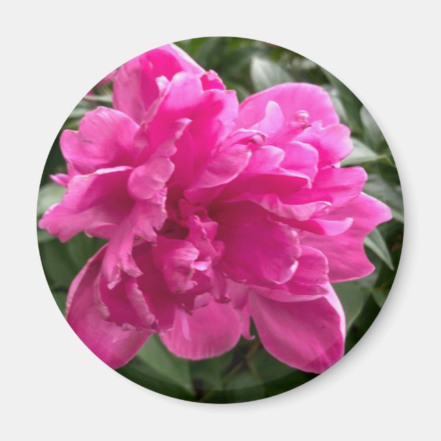 Peony Magnet (Front)